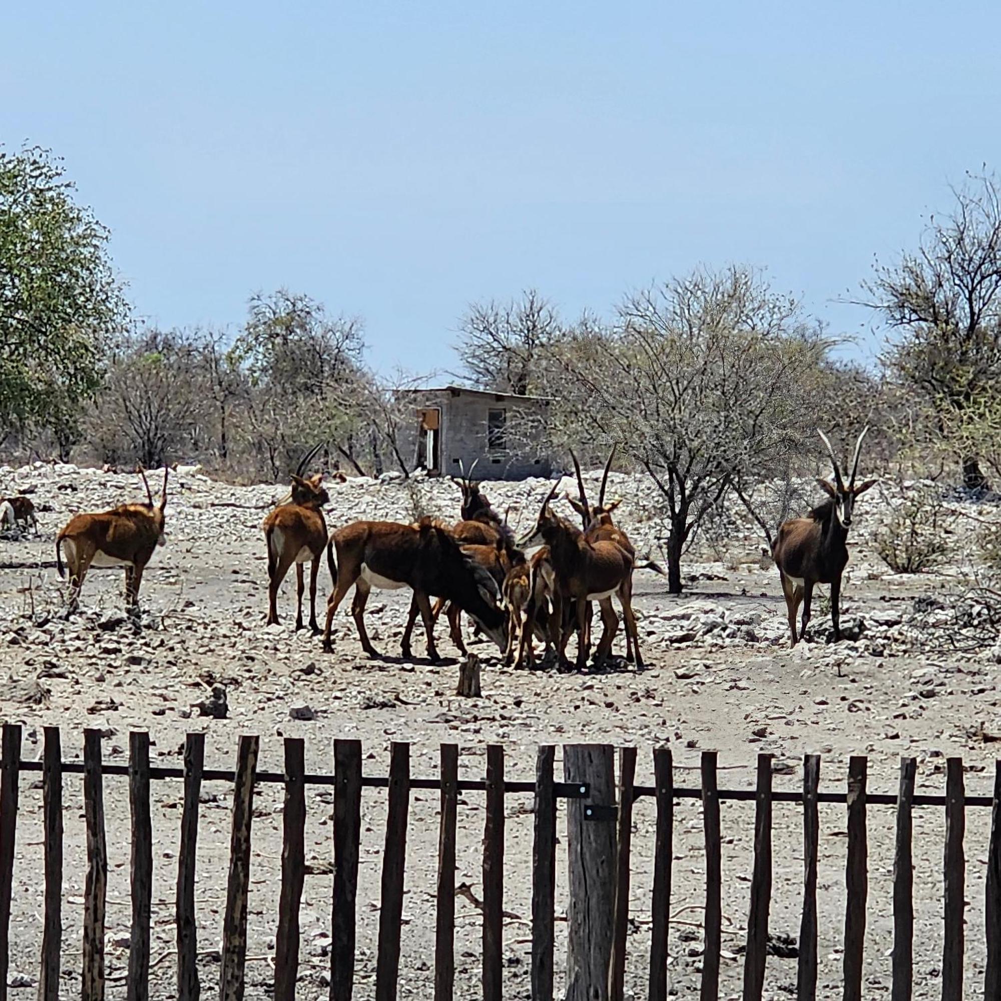 Tamboti Farm Accommodation Tsumeb Exterior foto